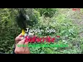 Download Lagu Suara burung cucak wilis gacor.... Mantap buat pikat