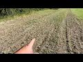 Bird seed sunflower plot update IT WORKED