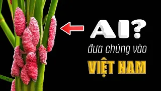 #1121 Ai Đã Rước Ốc Bươu Vàng Vào Việt Nam?