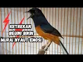 Download Lagu Pancingan murai batu gacor AMPUH untuk JADIKAN murai batu gacor NYAUT