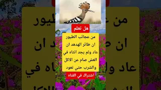 من عجائب الطيور ان طائر الهدهد ان عاد ولم يجد انثاه في العش صام عن الاكل والشرب حتي تعود 