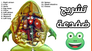 درس تشريح الضفدعه أ سعيد الصعيدي 