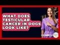 Lagu What Does Testicular Cancer In Dogs Look Like? - Oncology Support Network