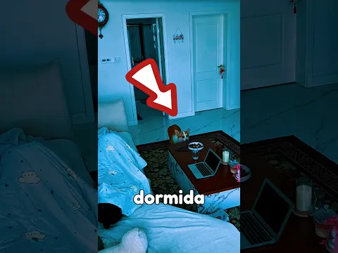 Su Perro Se Vengó Porque Ella No Quería Jugar 😂🐶