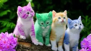 اغنية القطه اناشيد الروضه اغاني اطفال اناشيد تعليمية 