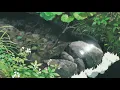 hiroshi yoshimura - soto wa ame - rain out of window (slowed + reverb)