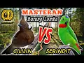 Download Lagu CILILIN VS SERINDIT - Masteran Tembakan Tajam Panjang Mematikan || Masteran Burung Lombaa