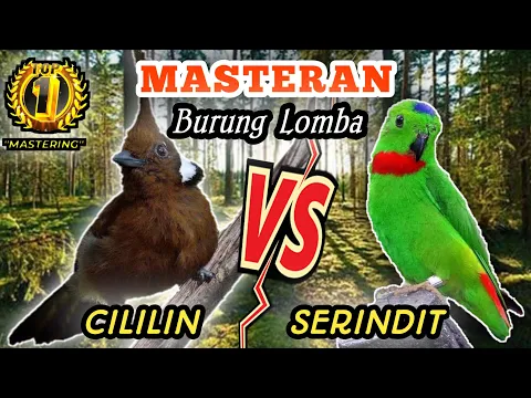 Download MP3 CILILIN VS SERINDIT - Masteran Tembakan Tajam Panjang Mematikan || Masteran Burung Lombaa