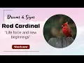 RED CARDINALS Discover the Dream Meaning and Symbolism