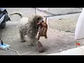 Download Lagu The Owner Didn’t Care, So the Mother Dog Brought Me Her Puppies