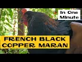 French Black Copper Marans All about Chicken Breeds in a Minute