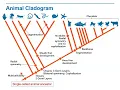 Biology Lecture 9 1D Animal Cladogram