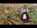 Can Lily pick the pineapple without Dad’s help? | Lily's story