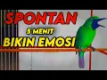 Lagu Pancingan Handal Cucak Ijo Gacor! Jitu Dalam Membuat Ijo Lain Cepat Naik Emosi Langsung Jamtro Emosi