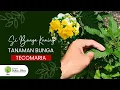 Download Lagu Tanaman Bunga Tecomaria Si Bunga Kuning alternatif Tabebuya