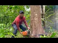Lagu Best Skill‼️Easily Felling 2 Super Long and Straight Bayur Trees 