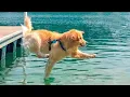 Funniest Golden Retrievers of All Time Dogs That Make You Laugh