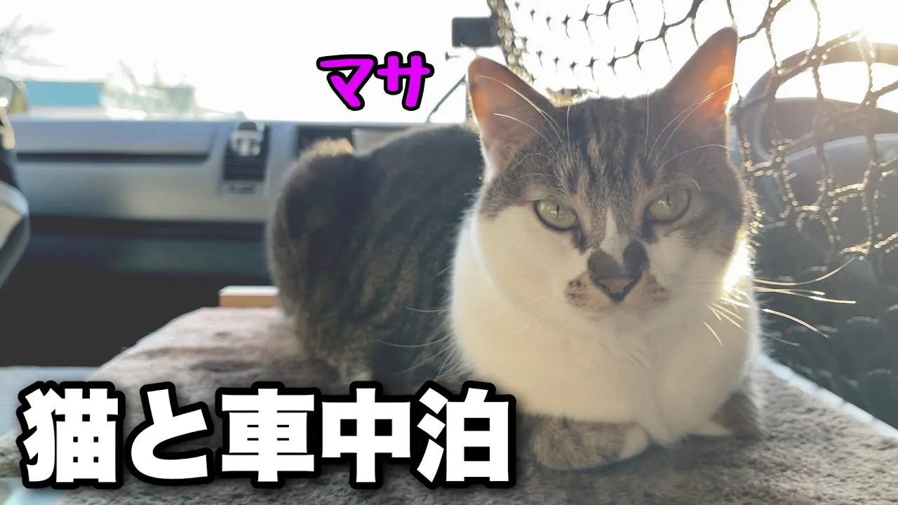 保護猫だったマサとの出会いの場所で車中泊｜この冬最後の車中泊旅｜キャンピングカーのようにDIYしたハイエースで冬でも快適な車中泊【猫と車中泊旅】 썸네일