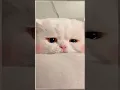 Download Lagu check her 👇🏼👇🏼👇🏼👇🏼👇🏼👇🏼👇🏼https://youtu.be/jneqPI9paus?si=q5bWwt3v8VQ395X #explore #cats #subscribe