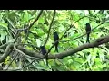 Download Lagu SUARA BURUNG SRIGUNTING DI HUTAN BELANTRA