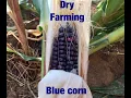 Growing Hopi Blue Corn on the Hopi Reservation - 2019 Modified dry farming