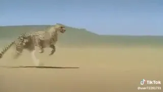 شاهد الفهد مع اعنيه رشاشتك من تكرتك 