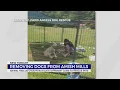 Removing dogs from Amish Mills