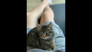 A Day In The Life Of A 8 Week Old Kitten