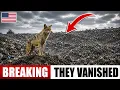 This Is Why STRAY CATS And RATS Are DISAPPEARING From America s LARGEST Landfill