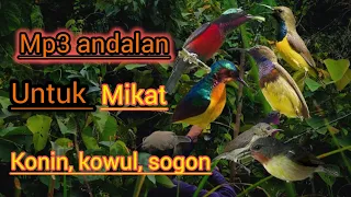 mp3 suara burung kolibri sogon dan kowul pikat andalan ampuh di alam liar