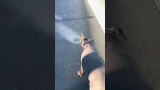 #Fyp #fypシ #pets #doberman #vlog