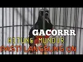 Download Lagu MURAI BATU GACOR AMPUH BUAT PANCINGAN MURAI BATU MALAS BUNYI