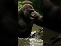 Download Lagu The mother ape bravely protected her baby  🦍❤️ #animals #animalshorts