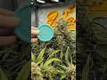Download Lagu MASSIVE Gorilla Cookies Grow Breaks All Records in 4x4 Tent!