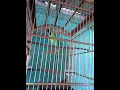 Download Lagu Cucak ijo full isian  Cililin