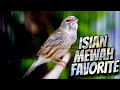Download Lagu MATERI ISIAN FAVORITE - MASTERAN KENARI ISIAN BLACKTHROAT GACOR SUARA JERNIH DURASI PANJANG #03