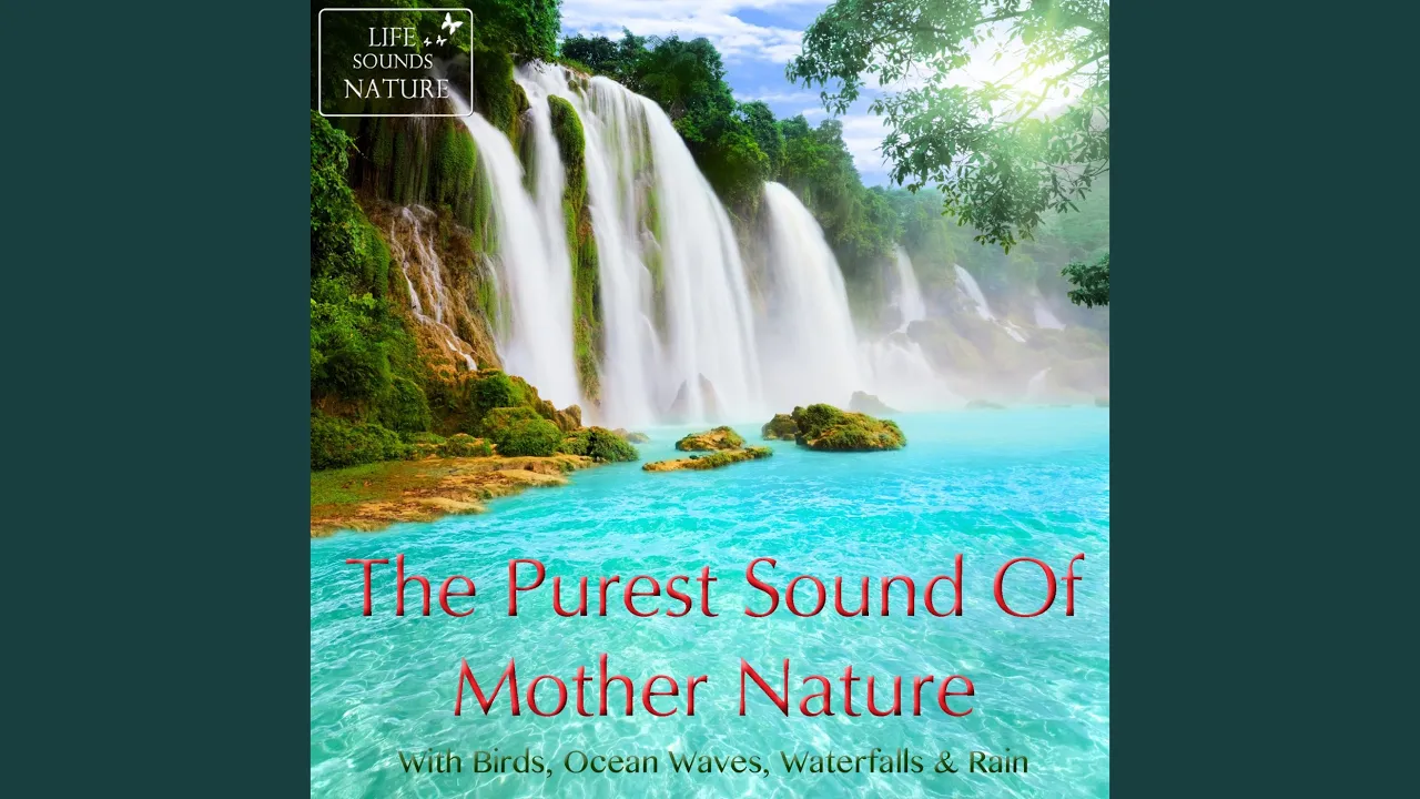 Wonderful Birds Singing On Hawaii For Relaxation Wonderful Birds Singing On Hawaii For Relaxation