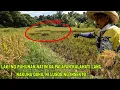 Download Lagu SALOT NA PESTE HINDI NANATIN NA ANI DAHIL WALA NANG LAMAN ANG PALAY NATIN