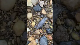12000 year old Find of a lifetime Fluted Cumberland