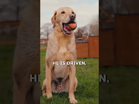 THE HISTORY OF THE LABRADOR RETRIEVER