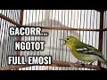 Download Lagu Sirtu gacor ini,teruji Ampuh bikin emosi semua lawan