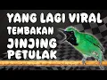 Lagu ISIAN YANG LAGI VIRAL, JINJING PETULAK..!! #cucakijo #cucakijonembak #isianjinjingpetulak