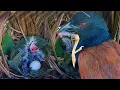 Download Lagu TERRIBLE!!! BABY BUT-BUT'S FOOD IS GETTING MORE EXTREME IN THE NEST