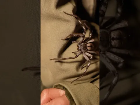 Would You Hold Australia’s Biggest Spider?