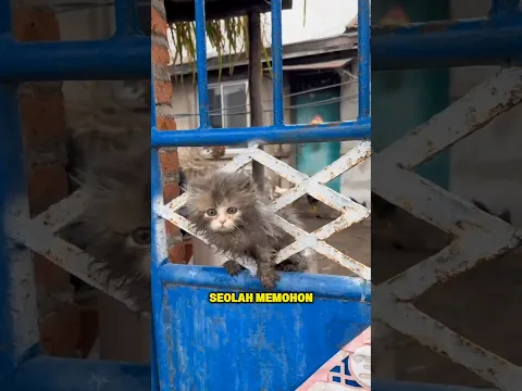 Kini Dia Tidak Sendiri lagi.