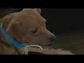 70 small dogs rescued from Crittenden County home