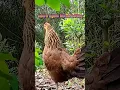 Download Lagu suara ayam hutan betina memanggil jantan