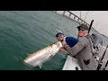 Download Lagu TARPON Fishing at FLORIDA KEYS Bridges