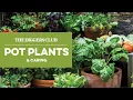 Caring for your pot plants