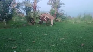 Donkey Mating Donkey NFANIMALS LOVER 